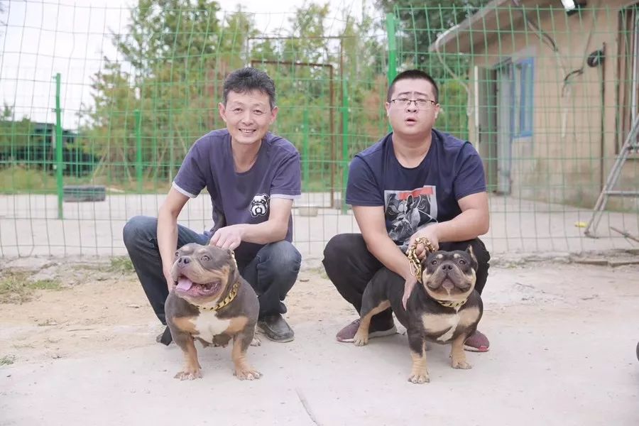 璽躍惡霸犬舍:名犬雲集,屢出精品!