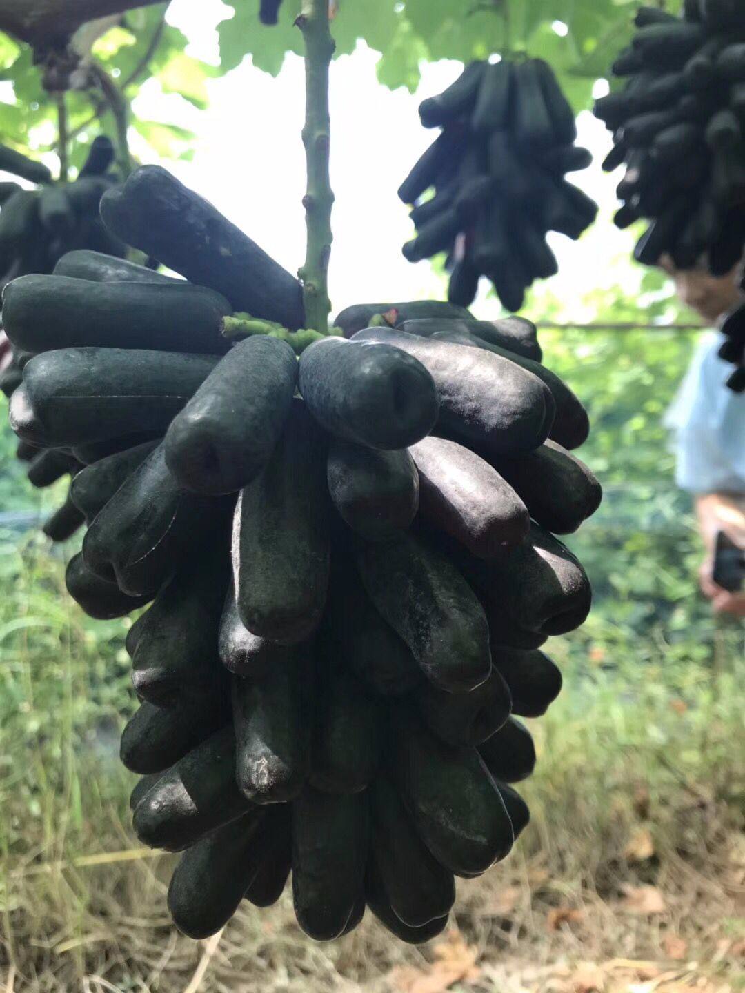 藍寶石葡萄生長旺盛,飽滿的花芽位置前移,宜超長梢修剪並採用小龍幹