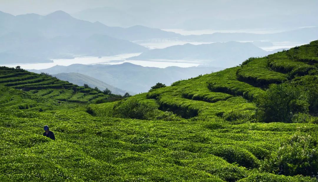 福鼎白茶的地域唯一性