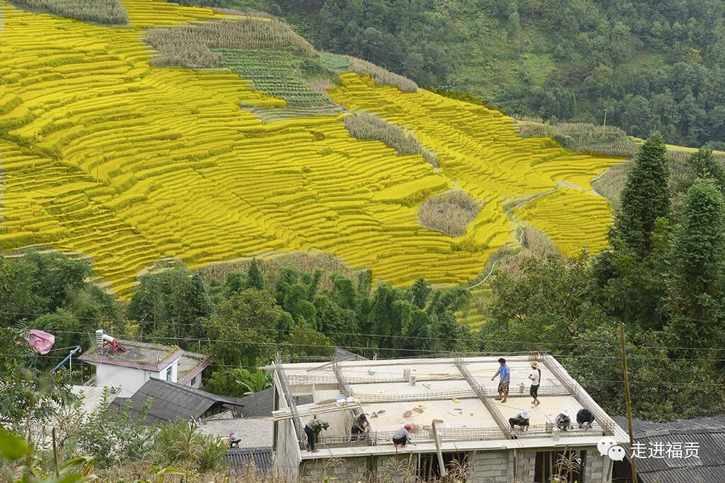 【丰收的喜悦】中国农民丰收节:金色达友村,稻香飘村寨_福贡县