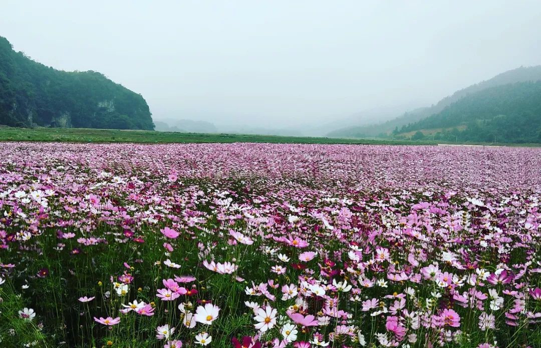 临城西竖花海图片