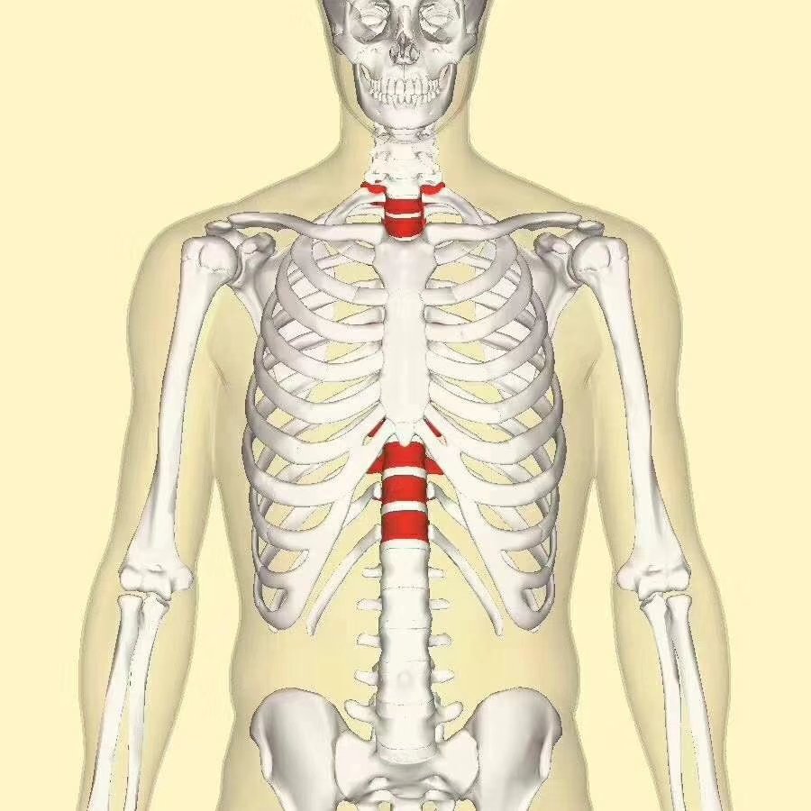 十二胸椎位置图片