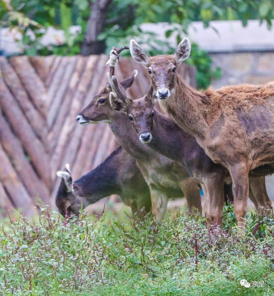 視頻動物園新網紅亮相四隻青海來的白唇鹿安家了