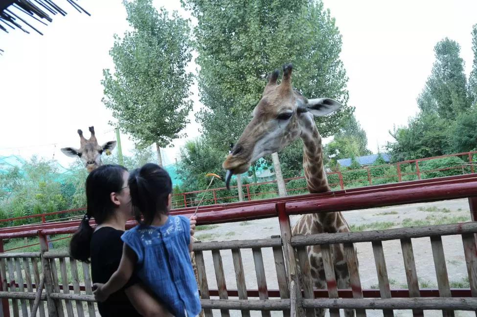 凡進入五龍山遊樂園的遊客,從內通道進入野生動物王國,每人僅需30元