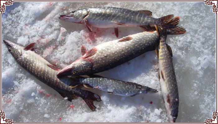 黑龙江乌苏里江狗鱼多少钱一斤,黑龙江乌苏里江狗鱼的批发价格和市场