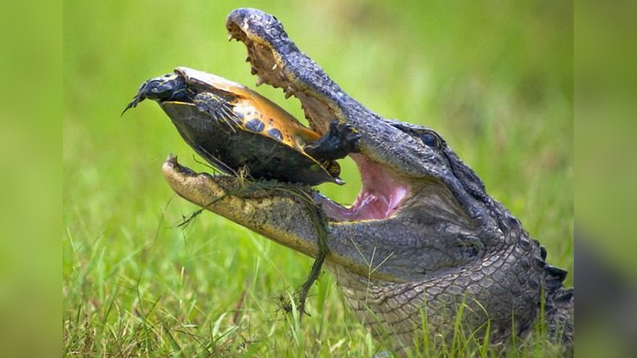 鳄龟vs巴西龟图片