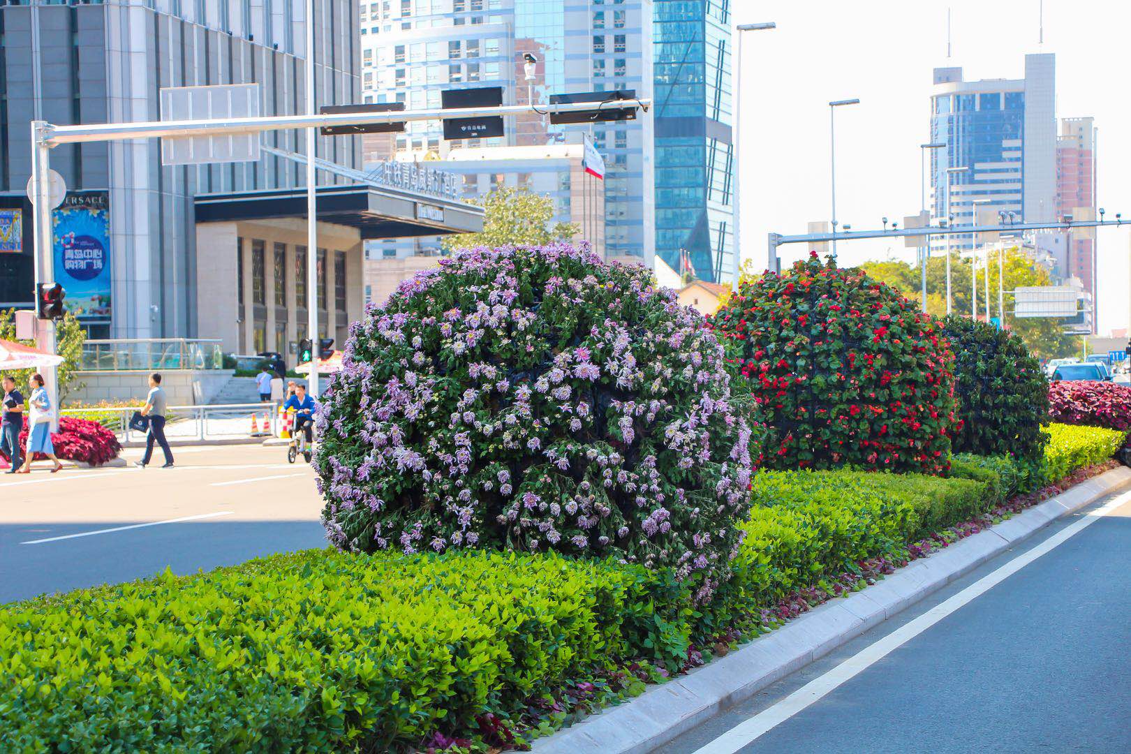 青岛城市绿植又添新成员"矾根"首次植入青岛