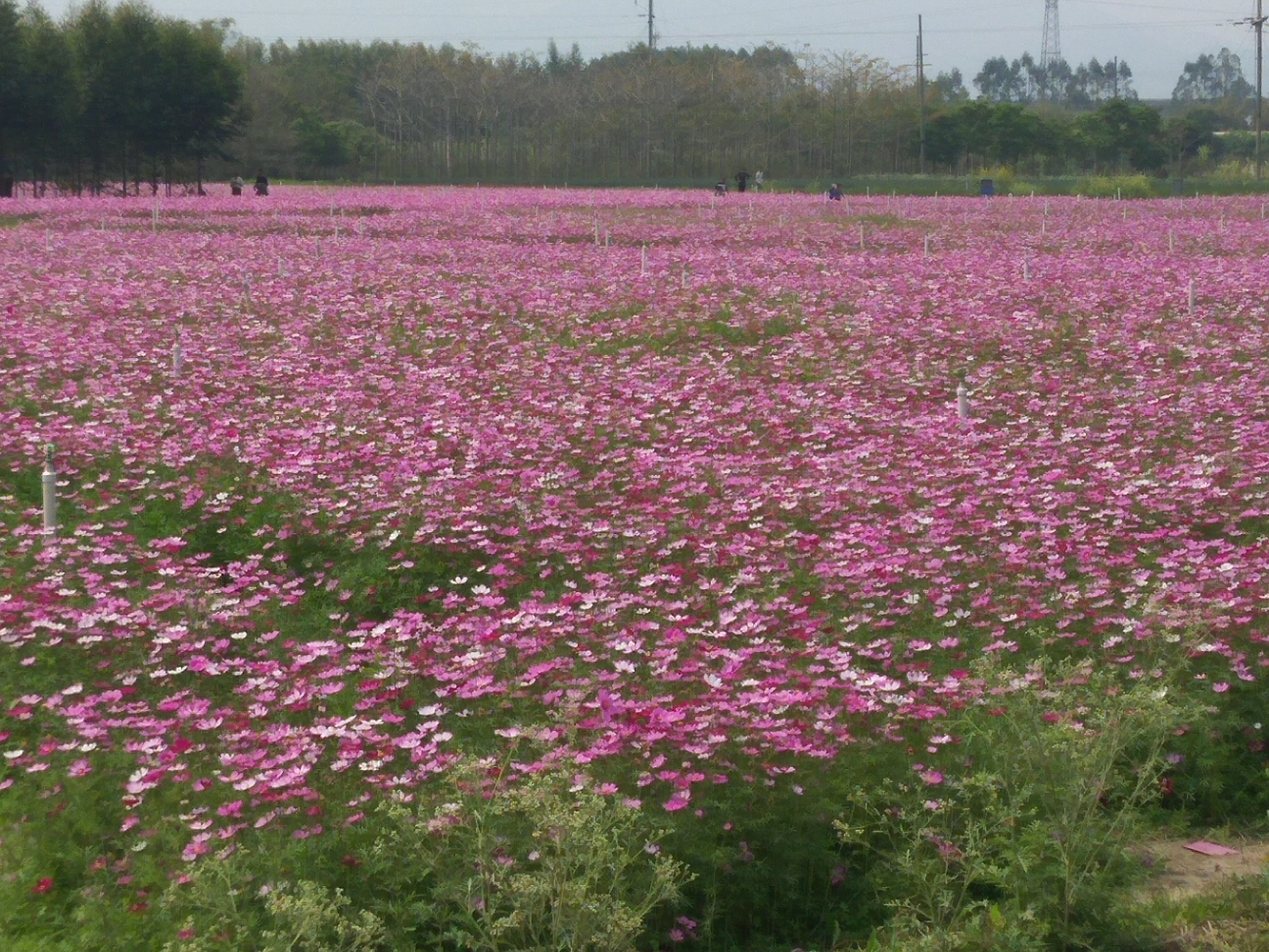 波斯菊花丛图集