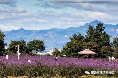 十一小长假休闲好去处,密云玫瑰情园花开正当时_蔡家洼村