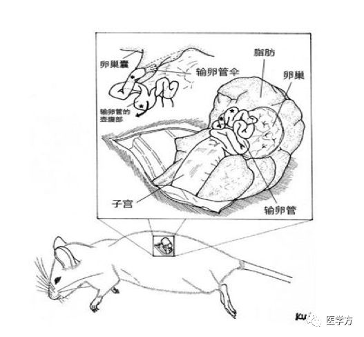 如何在三分钟内快速掌握制备基因敲除小鼠的方法