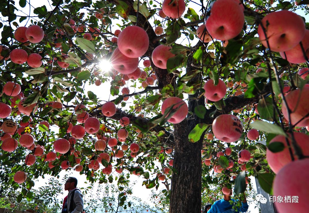 【盛大】第十七届苹果艺术节暨首届农民丰收节即将开幕,精彩活动