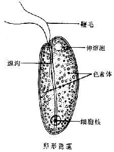 羽纹硅藻结构图手绘图片