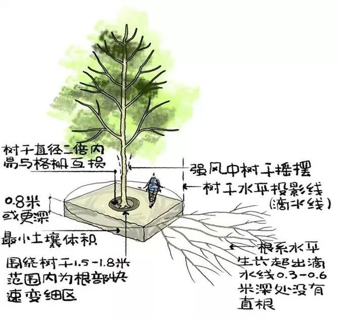 图解园林景观之乔木种植技术种植秘诀