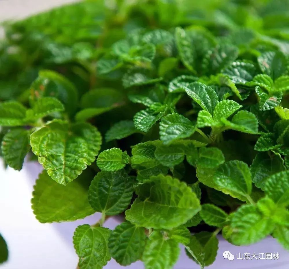 美食 正文 吸毒草可以將二手菸中的尼古丁轉化為無害物質, 養護方法