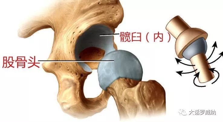 狗骨盆的结构图图片