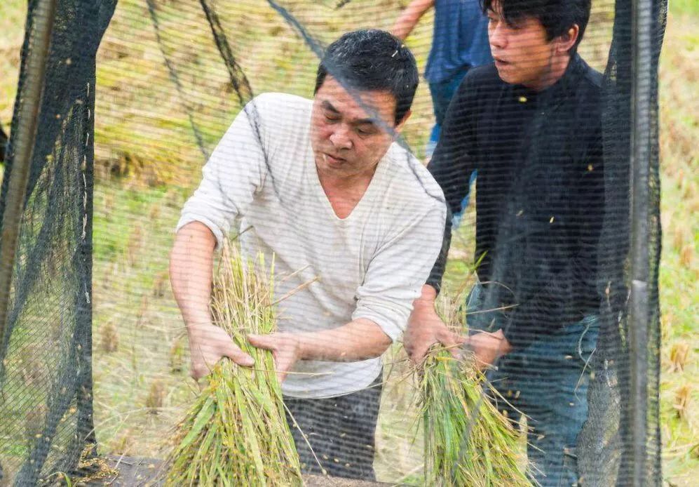 楮坪:稻花香里说丰年_稻谷