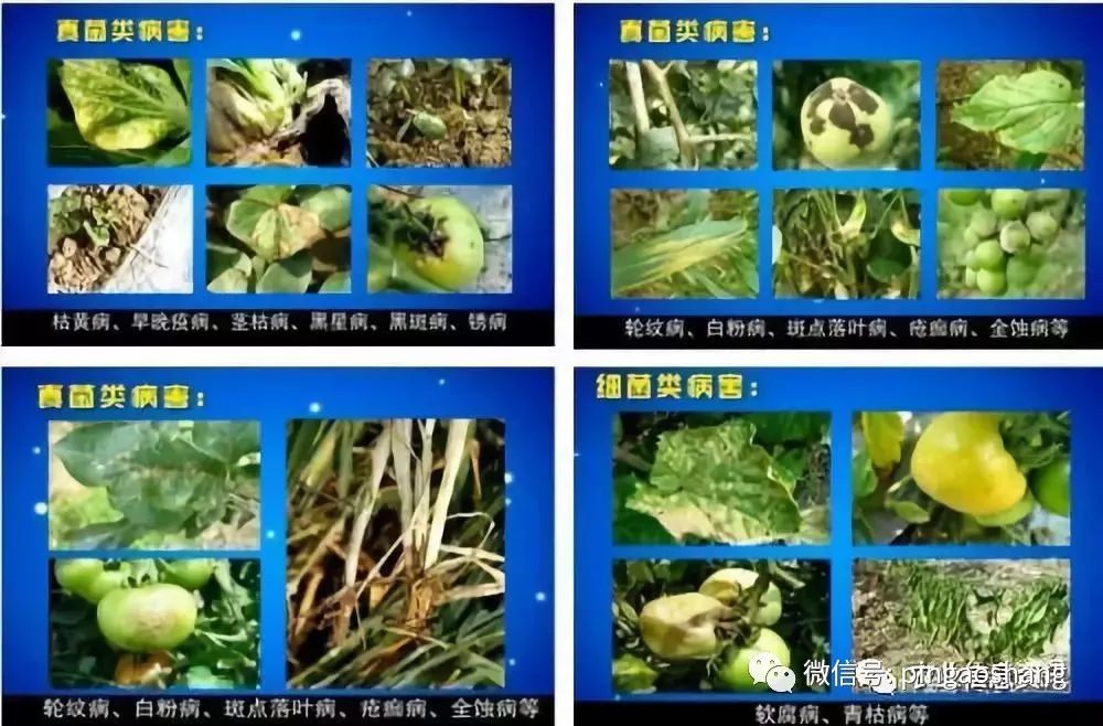 病害不求人常見植物病害診斷檢索表