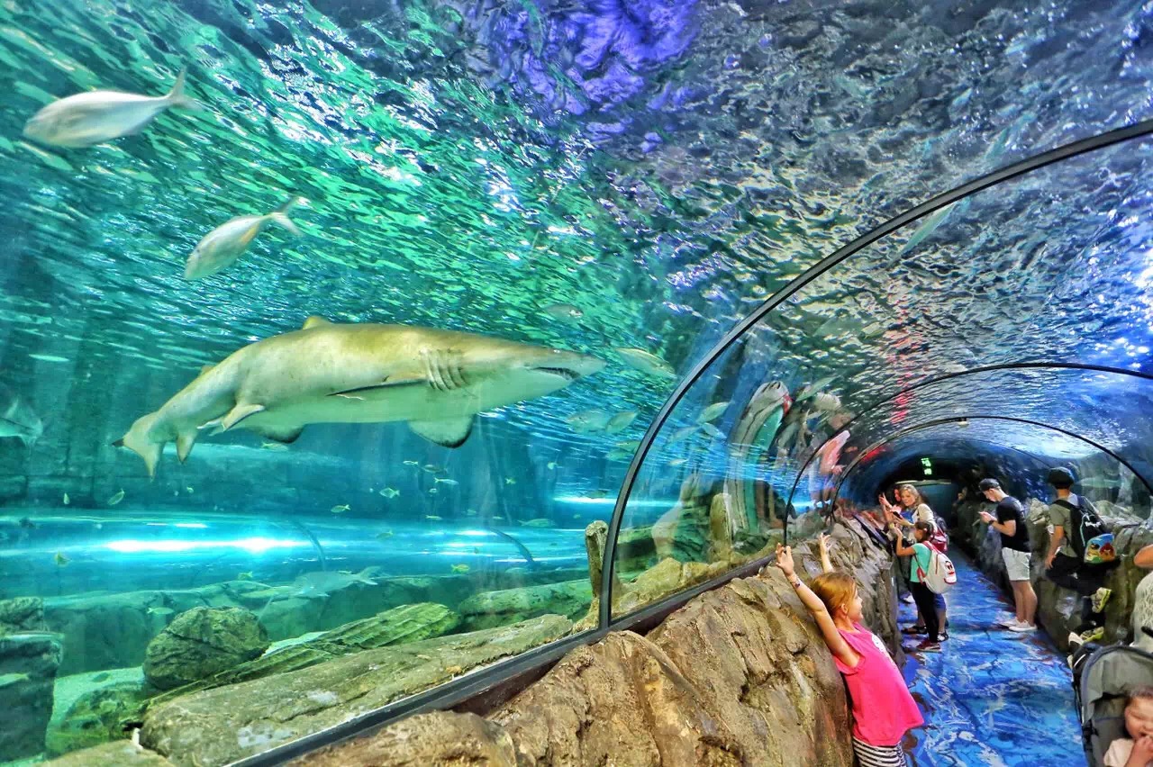 情人港附近有两大动物观赏园:悉尼水族馆悉尼野生动物园
