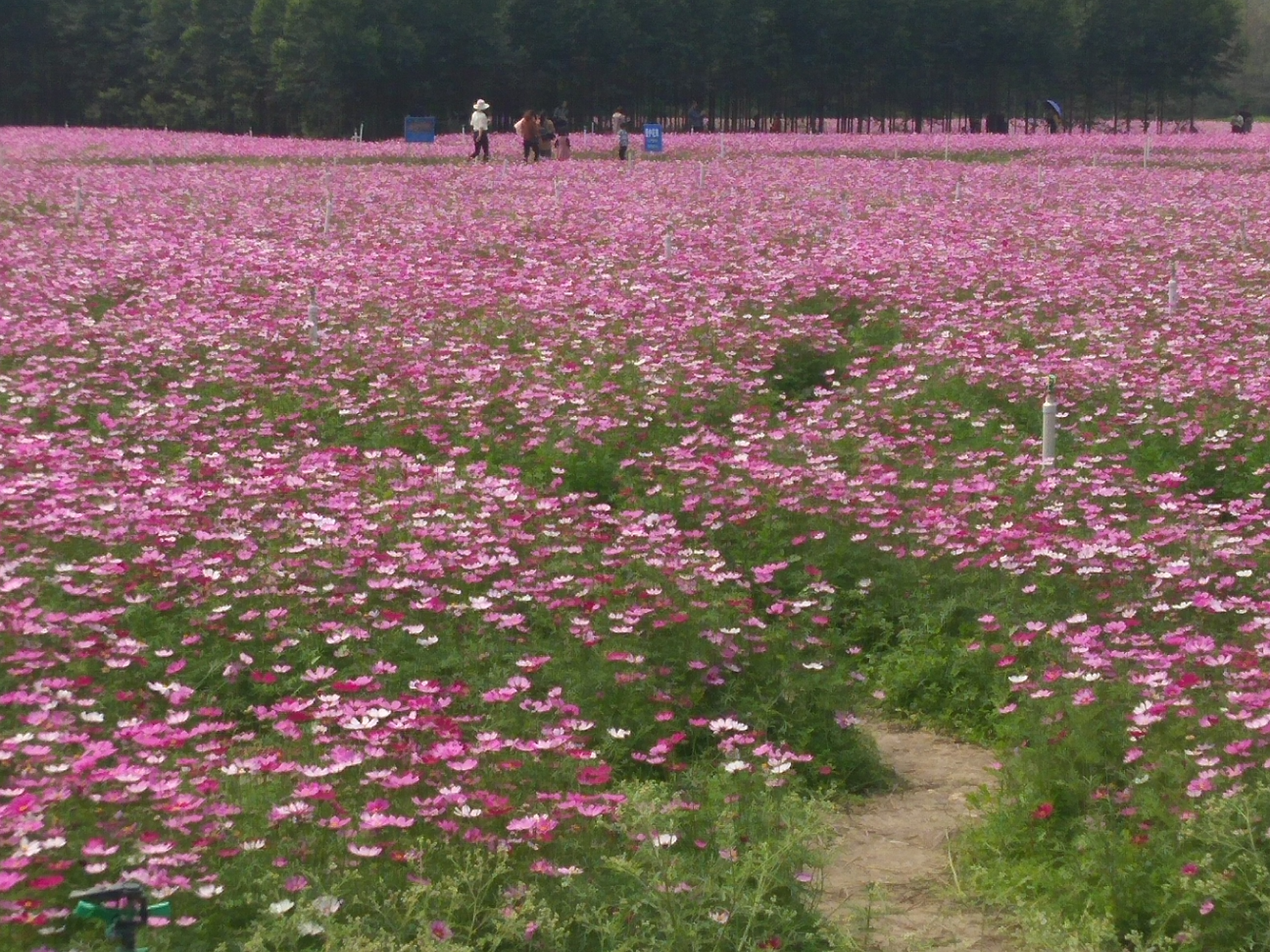 波斯菊花丛图集