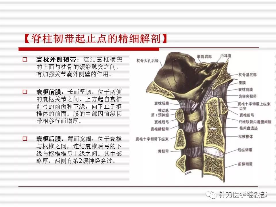 全身韧带图图片