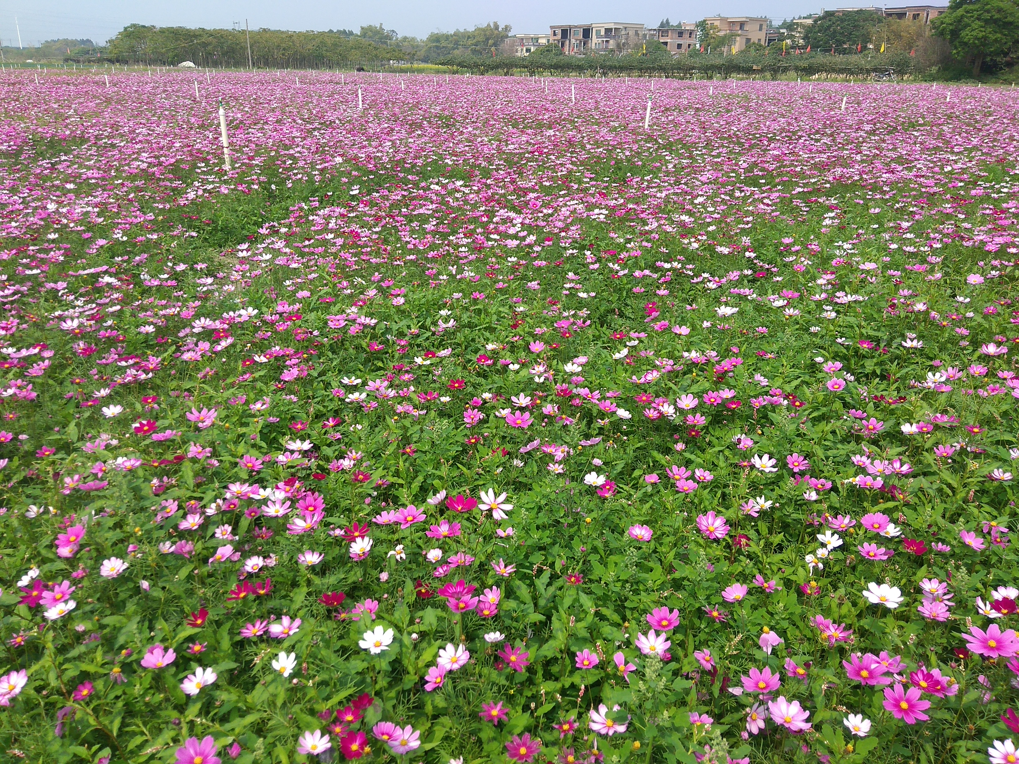 波斯菊花丛图集