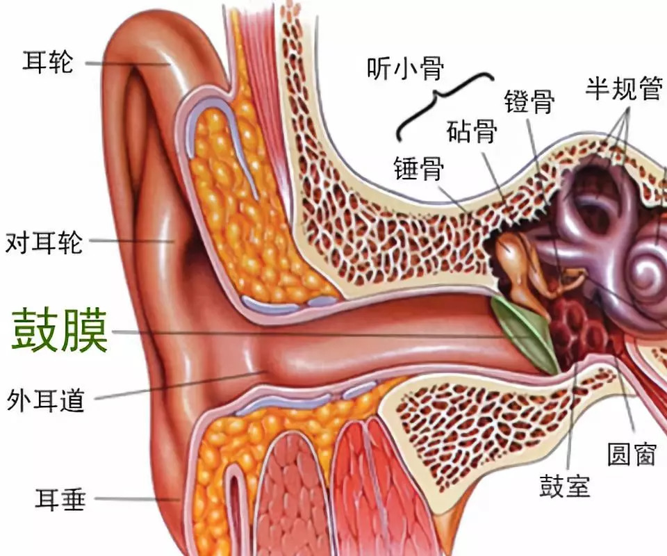 耳朵耳膜结构图图片