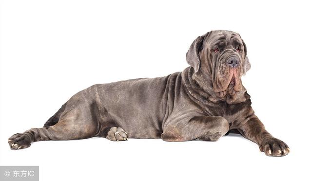 top 9 纽波利顿獒犬(neapolitan mastiff):纽波利顿獒犬源起于意大利