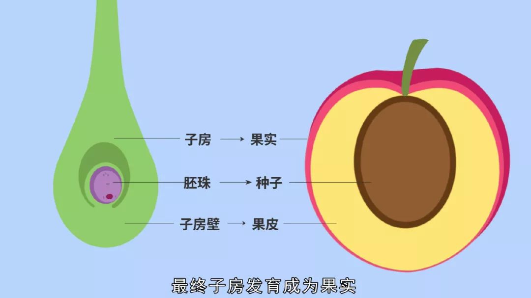 生物大师被子植物的有性生殖恶魔果实