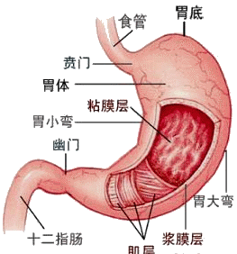 ④胃窦部有g细胞 促胃液素;③黏液细胞 碱性黏液