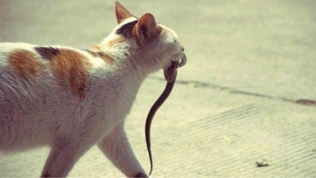 为什么在猫蛇大战中,猫咪好像逗蛇一样,蛇都会被玩弄呢?