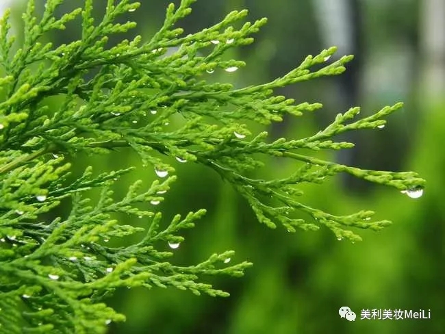 萃取天然植物精华(何首乌根提取物,侧柏叶提取物,三七根提取物,微添加