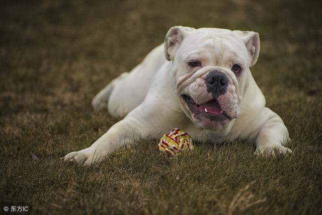 top 8 英國鬥牛犬(english bulldog):相信所有人都會在散步的時候都