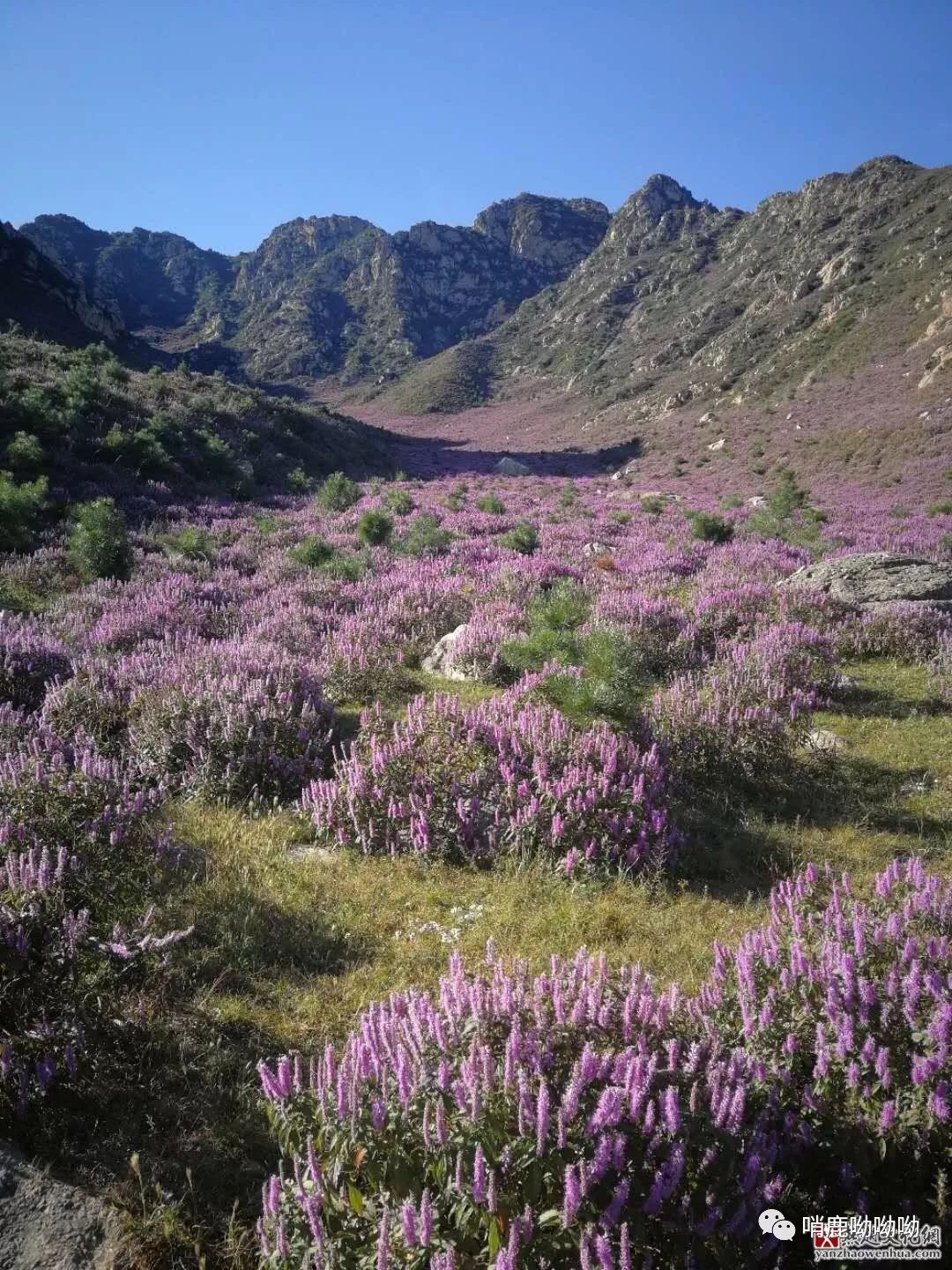 隆化莲花山景区图片