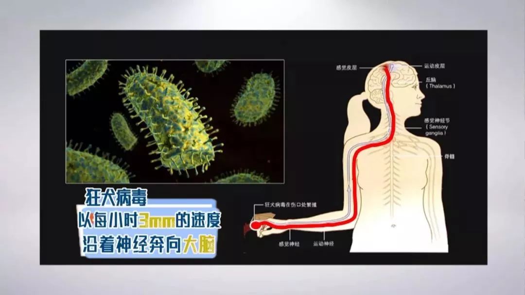 狂犬病毒扩散图片