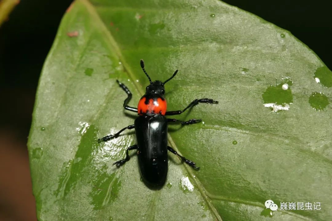 虫谱大观大蕈甲