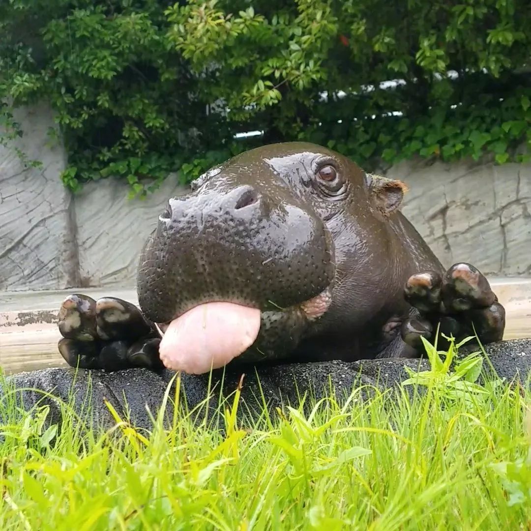 日本东京上野动物园一只爱吐舌头的小河马,太可爱了!