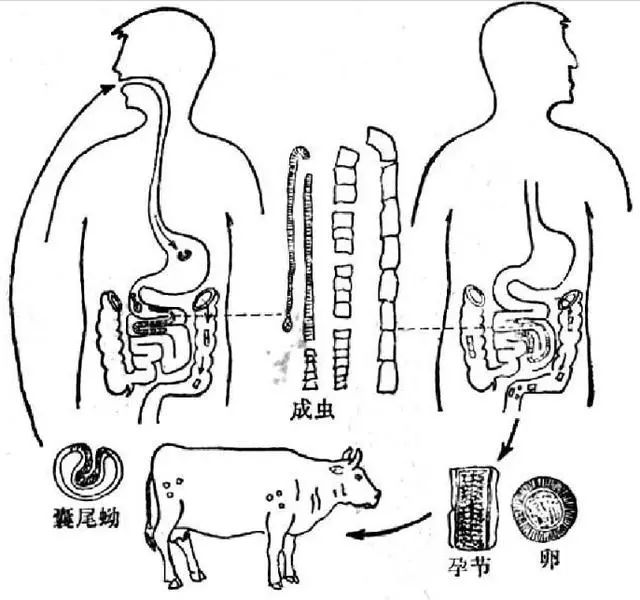 犬复孔绦虫头节结构图图片
