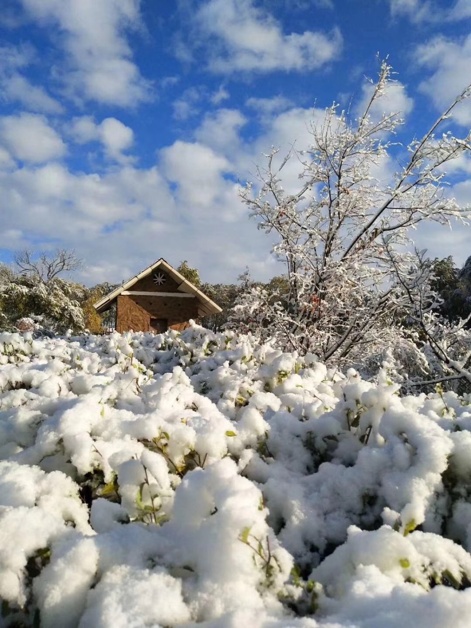 張家口下雪了市民一覺醒來被窗外雪景驚呆