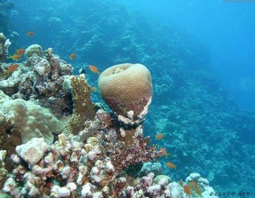 拥有990个岛,著名的珊瑚海就在此,距离不远且中国游客不多!