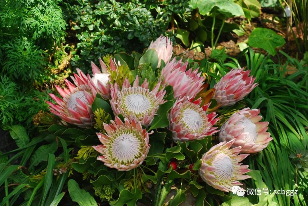 来认识一下南非国花帝王花