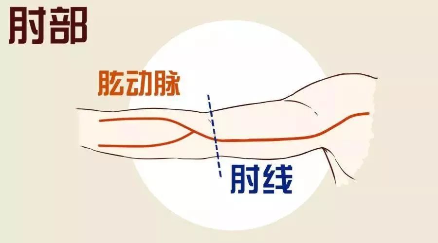 肘动脉位置的图示图片