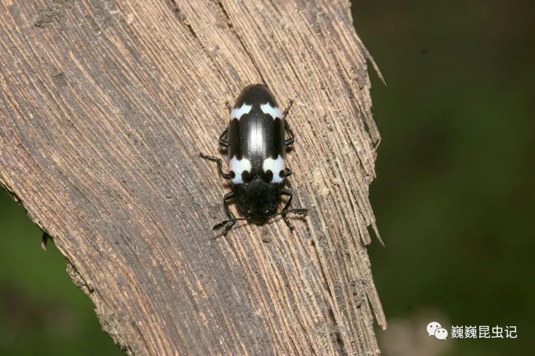 虫谱大观大蕈甲