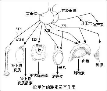 下丘腦面積雖小,但同時接受來自大腦皮層以及外周神經衝動的調節,能夠