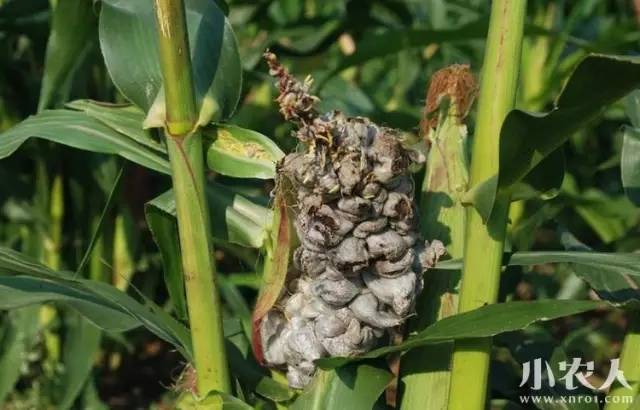 玉米常见病虫害防治图谱