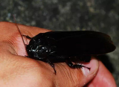 黑圆体型蟑螂图片
