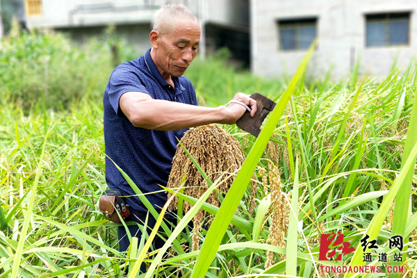 湖南省通道侗族自治县独坡镇金坑侗寨,老人在整理刚采摘的糯禾稻穗