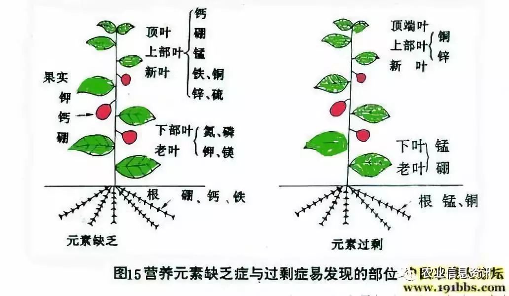 作物缺素示意图图片