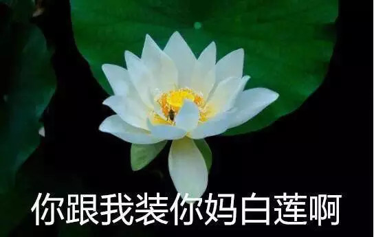 骂白莲花的表情包图片