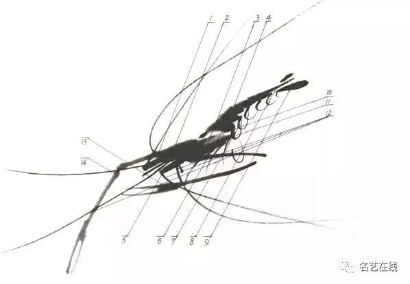 六條須 13.蝦鉗 14.蝦背蝦的結構