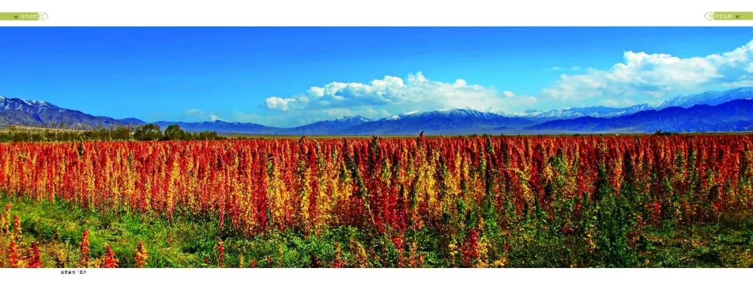 免费(在茶卡盐湖景区购票后实行一票通 藜麦原产于南美洲 安第斯山脉